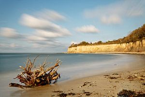 Wurzel am Naturstrand