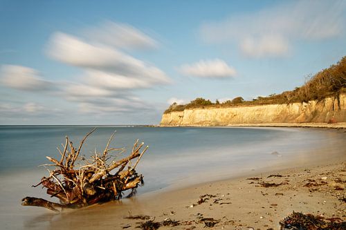 Root on a natural beach