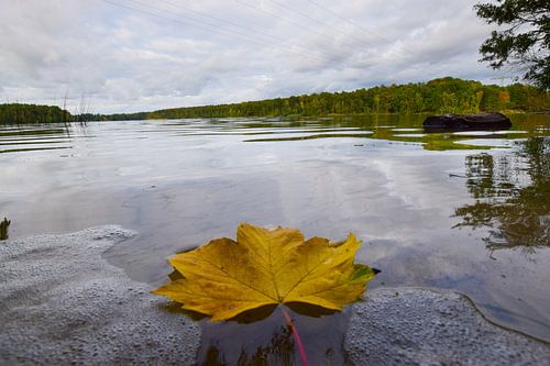feuille d'automne dans l'eau