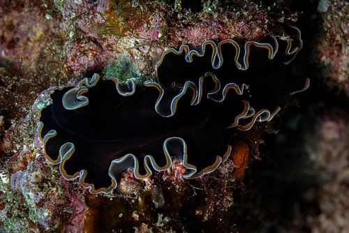 Flatworm @ Komodo, Indonesia