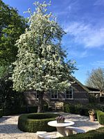 Perenboom bij een boerderij