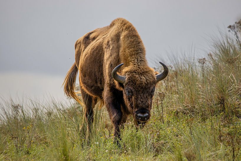 Wisent by Esther Bakker-van Aalderen