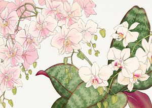Orchid Flowers no. 1 - Tanigami Kônan