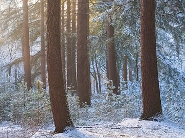 Zacht licht schijnt door de bomen op een winter ochtend in een besneeuwd bos in De Moeren, Brabant