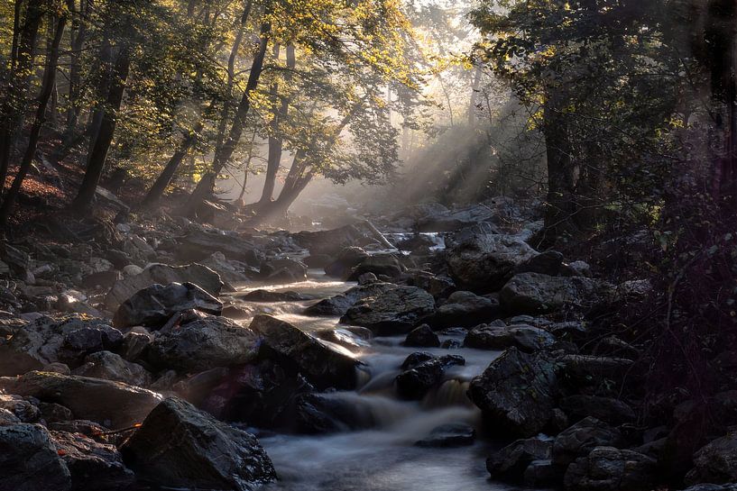 Morgenlicht auf der Hoëgne. von Bart Ceuppens