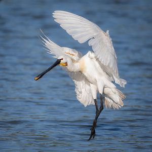 La spatule dans les Oostvaardersplassen