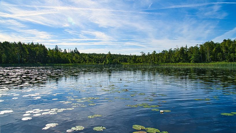 Lake in Sweden with water lilies, white clouds, blue water and trees on the shore by Martin Köbsch