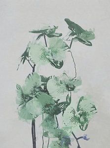 Orchideen