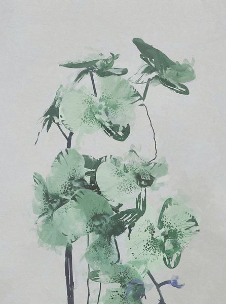 Orchids by Angel Estevez