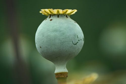 Papaver ... van Eric Fotografie