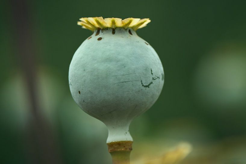 Papaver ... van Eric Fotografie