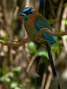 Leçons motmot