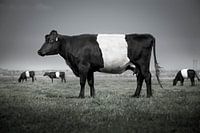 Lakenvelder