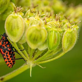 Tu ne peux pas m'éviter sur Louis Takes Pictures