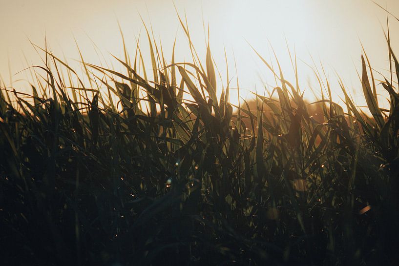 Nature by Maikel Schrama