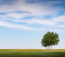 One-two-tree-four