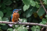 Eisvogel auf Ast ruhend