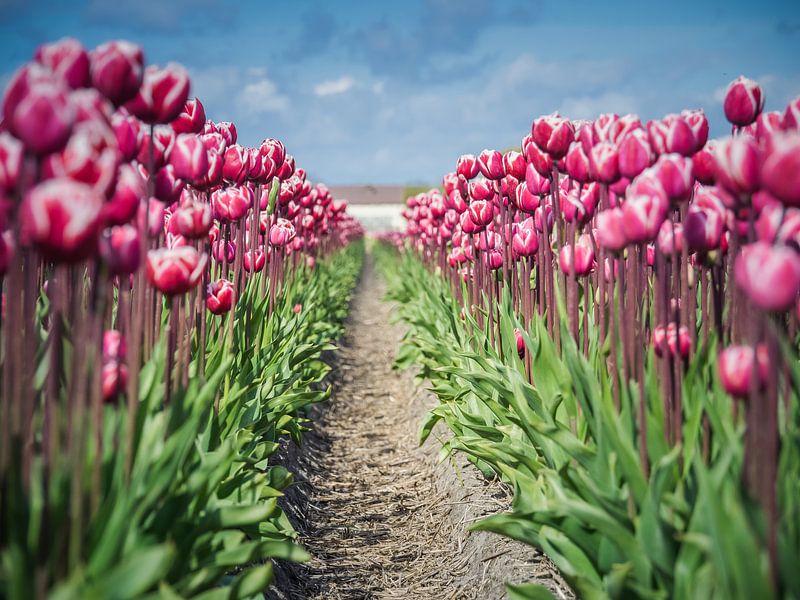 a flower bed by Martijn Tilroe