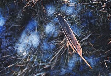 Frozen Feather by Maayke Klaver