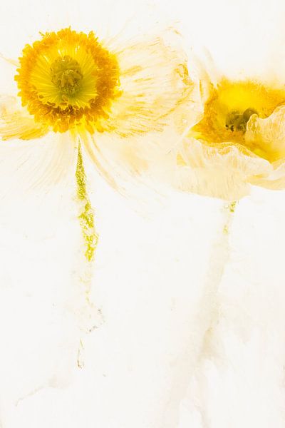Weißer Mohn in Eis 3 von Marc Heiligenstein
