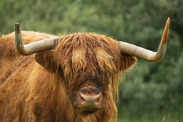 Schotse hooglander in de regen van Minie Drost