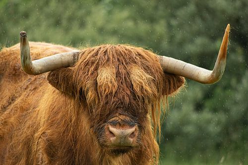 Schottischer Highlander im Regen von Minie Drost