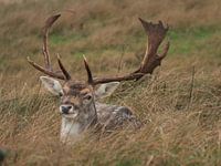 hert in het gras