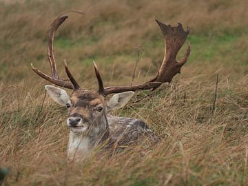 hert in het gras van Andre Bolhoeve