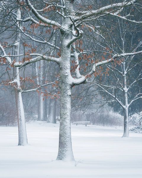 orange on white von Erik de Jong