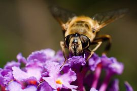 Insekt op vlinderstruik by Johan Slagers