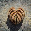 Love on the beach, schelpen in hartvorm van simone opdam