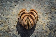 Love on the beach, seashell heart by Natuurfotografie_simoneopdam thumbnail