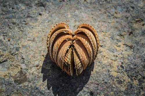 Love on the beach, schelpen in hartvorm sur Natuurfotografie_simoneopdam