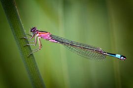 Waterjuffer by Jan van der Knaap