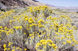 Fleurs d'or sur Gemma Bardot