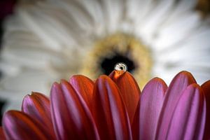 Gerbera met waterdruppel