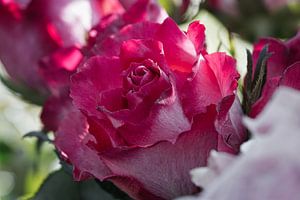 Nahaufnahme einer Rose in voller Blüte, leuchtende Farben, feine Texturen.