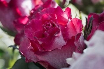 Nahaufnahme einer Rose in voller Blüte, leuchtende Farben, feine Texturen.