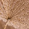 Droplets glistening on a parasol by Marjolijn van den Berg