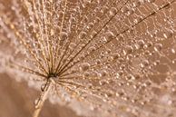 Droplets glistening on a parasol by Marjolijn van den Berg thumbnail