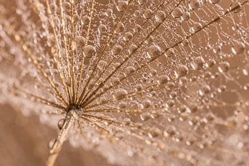 Druppeltjes glinsteren op een parasol van Marjolijn van den Berg