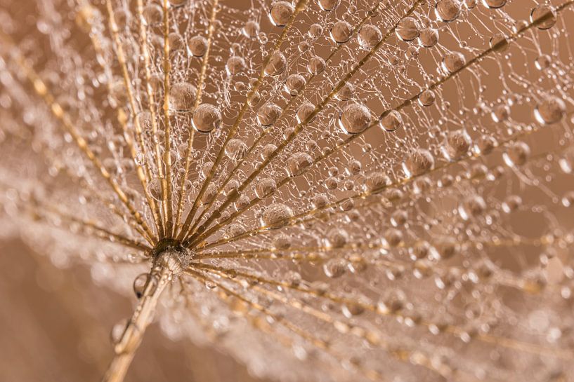 Droplets glistening on a parasol by Marjolijn van den Berg