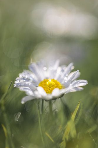 Marguerite au soleil avec des gouttes