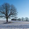 Paysage d'hiver avec un arbre solitaire et un ciel bleu sur Animaflora PicsStock