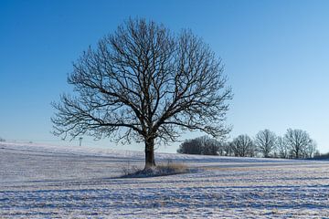 Winterlandschap met een eenzame boom en blauwe lucht van Animaflora PicsStock