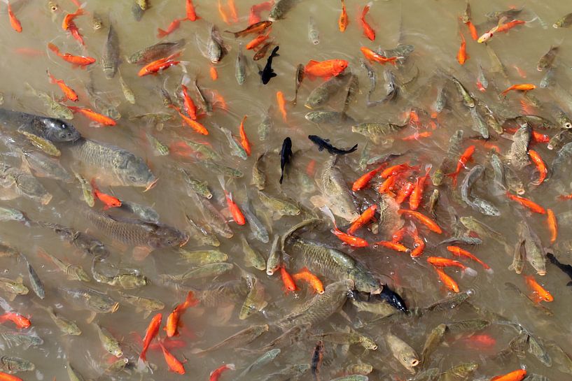 Goldfish China by Berg Photostore