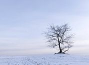 Baum im Schnee im Loonse- und Drunense-Dünen-Nationalpark von Judith Spanbroek-van den Broek Miniaturansicht