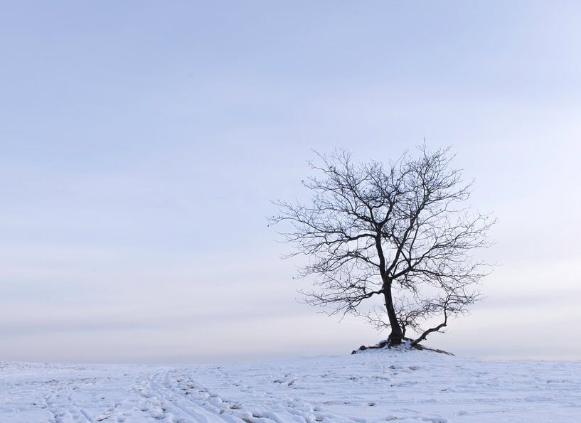 Baum im Schnee im Loonse- und Drunense-Dünen-Nationalpark von Judith Spanbroek-van den Broek