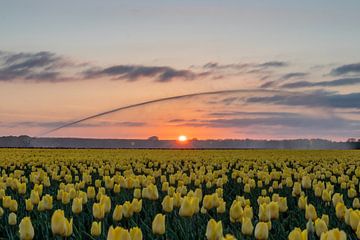 Tulipes sur Johan Mooibroek