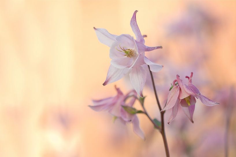 Columbine - Pink Passion by Dagmar Hijmans